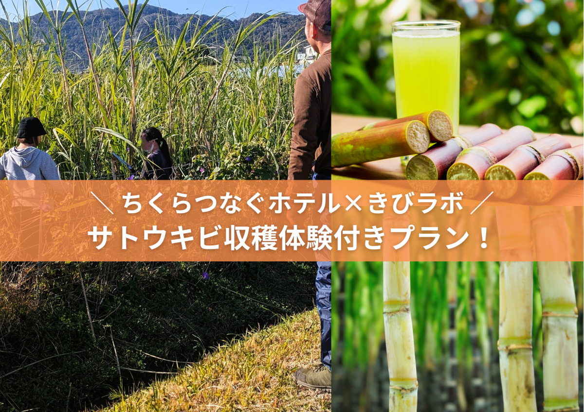 南房総でサトウキビ収穫体験！