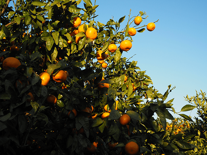 旅の途中にみかん狩り。